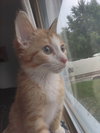 Artie Kitty