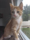 Artie Kitty