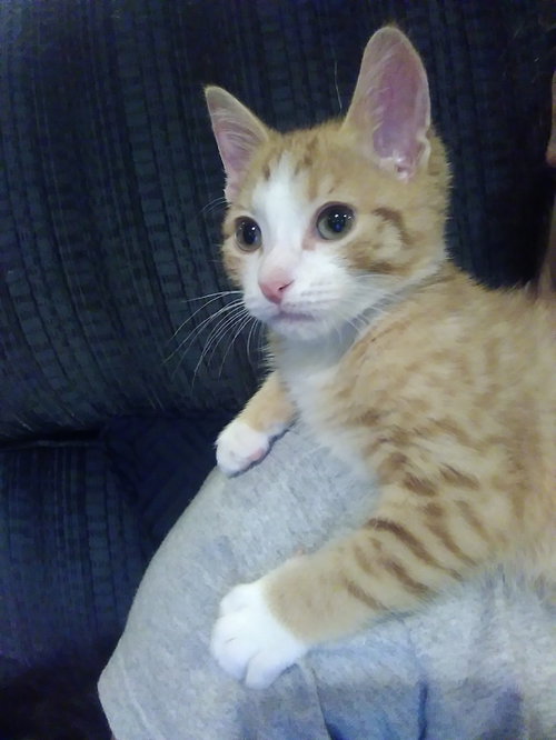 Artie Kitty
