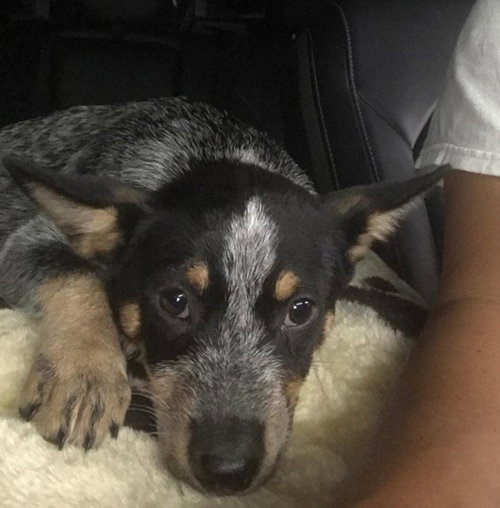 Spice -Puppy