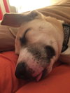 Bless
