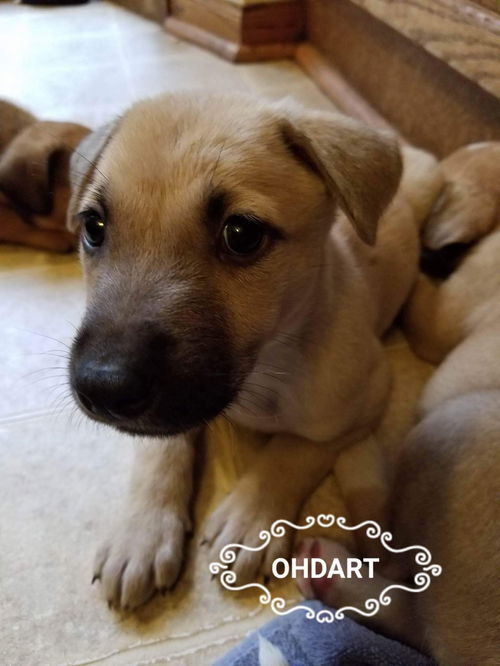 Ohdart