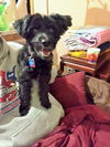 Barney