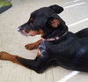 Sophia