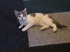 Flurry