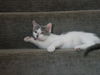 Flurry