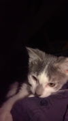 Flurry
