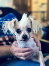Little Spike Senior