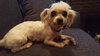 Little Spike Senior