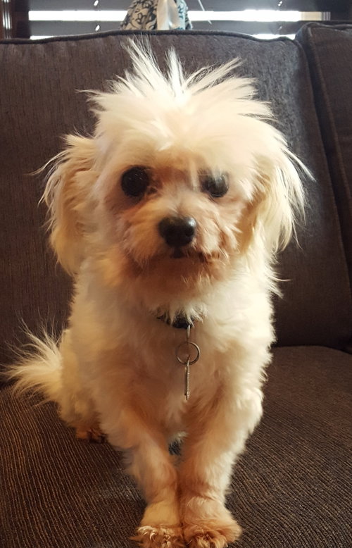 Little Spike Senior