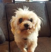 Little Spike Senior