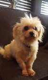 Little Spike Senior