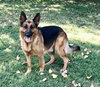 Seger
