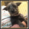 Cricket -Puppy