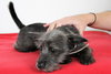 Cricket -Puppy
