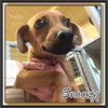 Snooky -Puppy