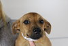 Snooky -Puppy