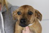 Snooky -Puppy
