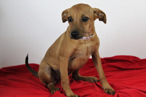 Snooky -Puppy