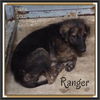 Ranger -Puppy