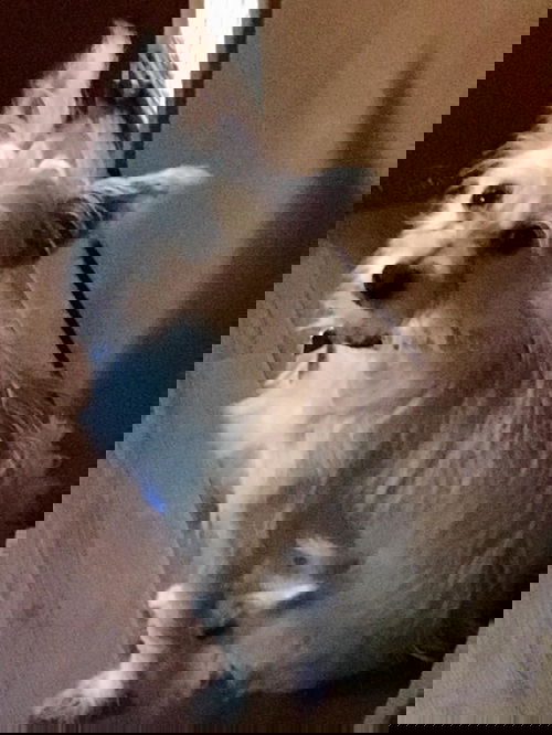 Sam