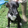 Jamey -Pup