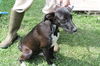 Jamey -Pup