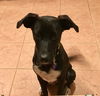 Jamey -Pup