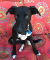 Jamey -Pup