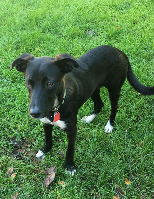 Jamey -Pup