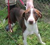 Jesse -Pup