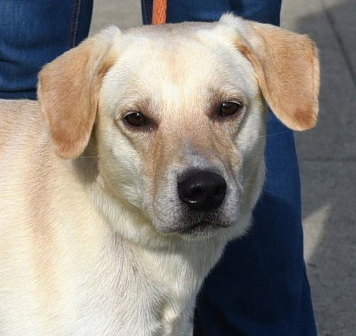 Auggie -Foster Needed