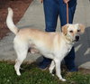 Auggie -Foster Needed