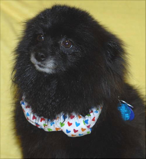 Gidget