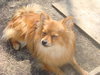 Amorette
