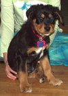Rodney