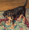 Rodney