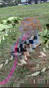 Bixby -Puppy