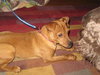 Snoopy