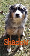 Shadow