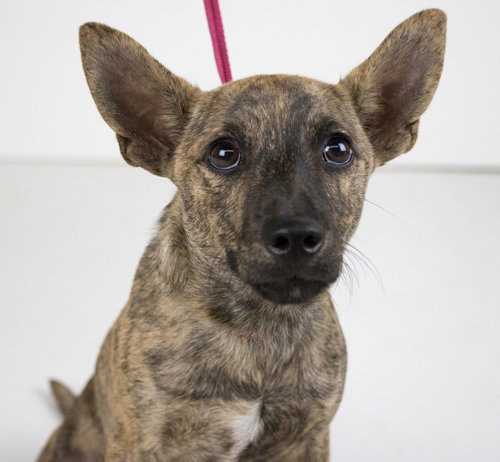 Lincoln -Pup