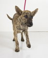 Lincoln -Pup