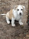 Aries Foster Needed 10/21/17