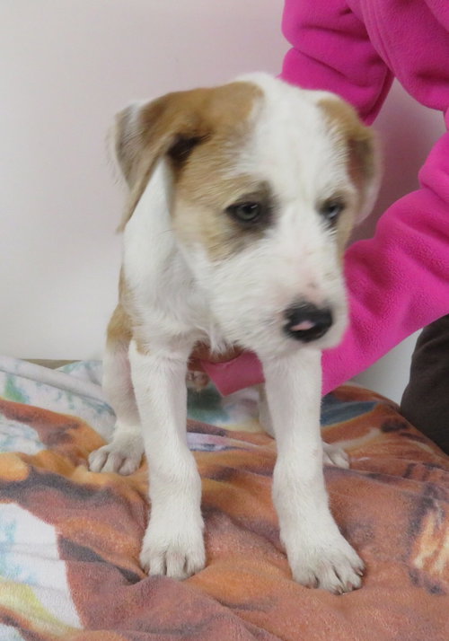 Aries Foster Needed 10/21/17