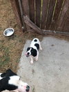 Audrey - Puppy