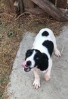 Audrey - Puppy