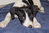 Audrey - Puppy
