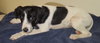 Audrey - Puppy
