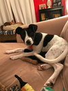 Audrey - Puppy