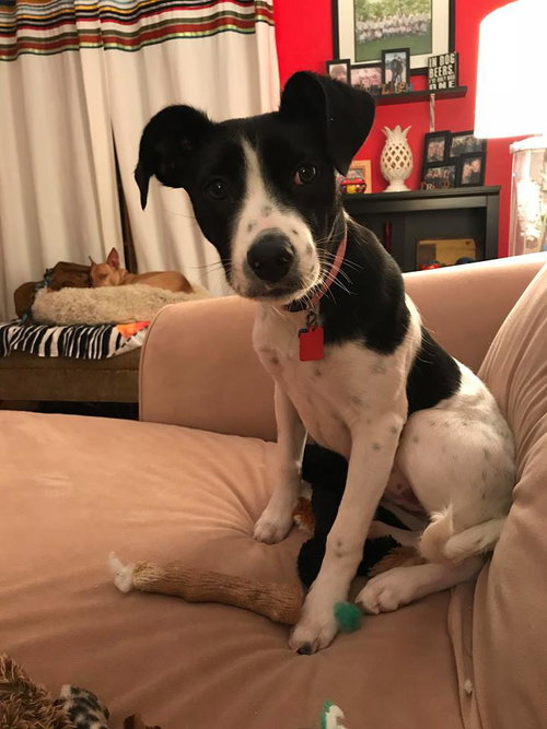 Audrey - Puppy